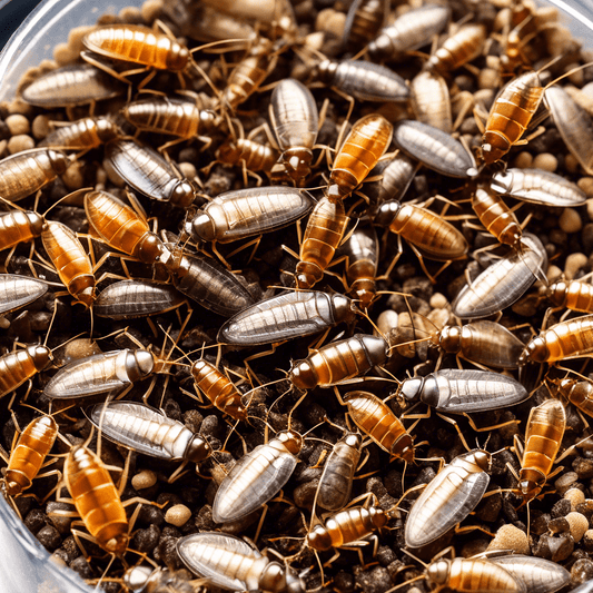 Top Reasons to Choose Discoid Roaches for Sale as Feeders - All Angles Creatures