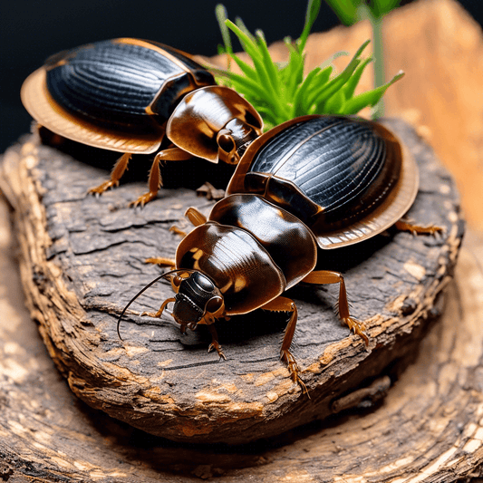 Why Choose Discoid Roaches for Sale? Nutrition & Care Tips - All Angles Creatures