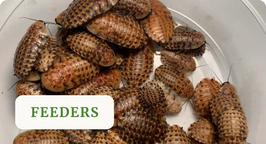 5 Best Practices for Receiving Live Discoid Roaches by Mail - All Angles Creatures