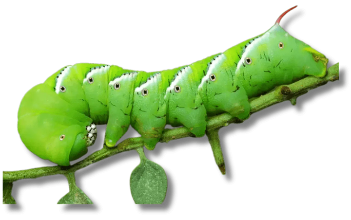 Green hornworm caterpillar on a branch, feeder insect from All Angles Creatures