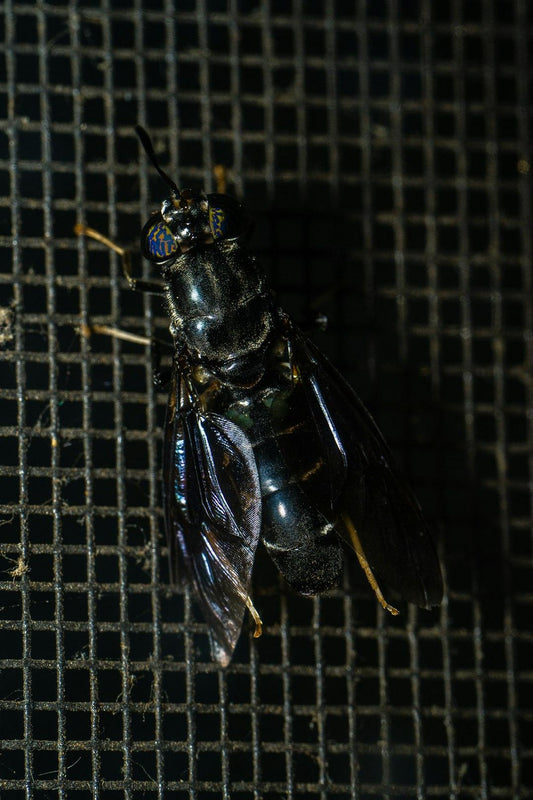 The Miracle of The Black Soldier Fly