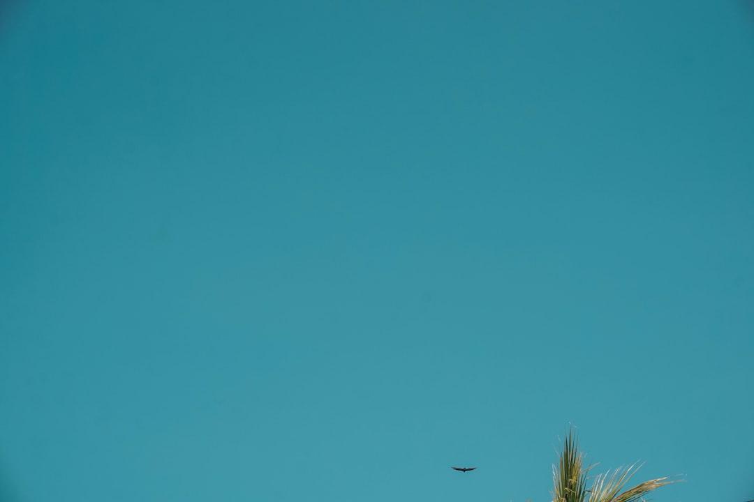 Clear blue sky with a distant bird and a palm frond in the corner, illustrating a serene environment related to the powder blue isopod care.