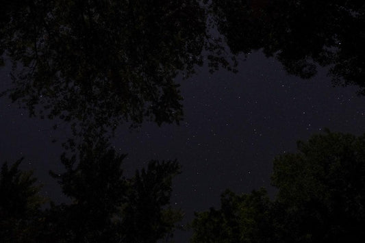 Starry night sky framed by silhouettes of tree branches, capturing the serene, natural habitat of black soldier flies.