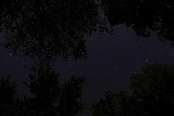Starry night sky above dark tree silhouettes, nature scene from All Angles Creatures