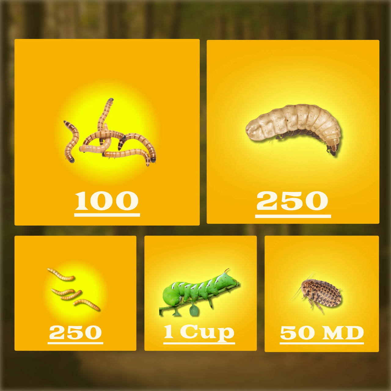 Premium Ultimate Feeder Bundle