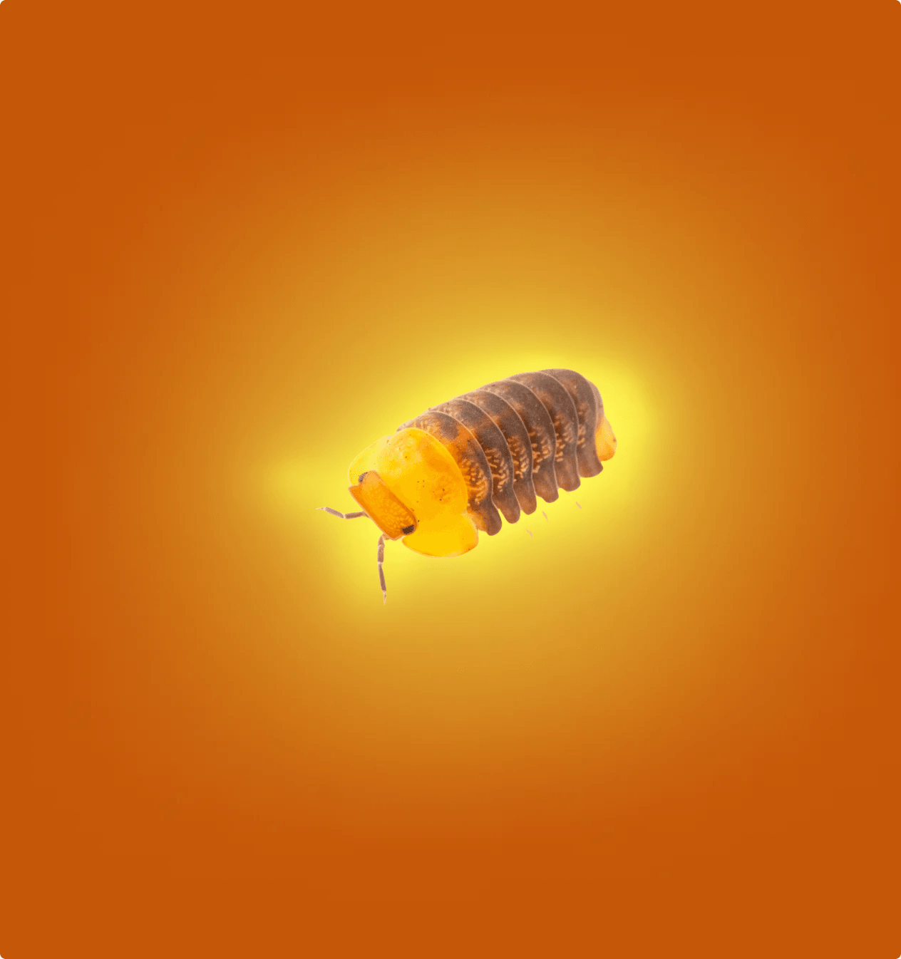 Rubber Ducky Isopods - All Angles Creatures