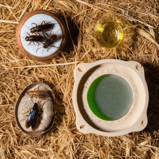 Crickets and discoid roaches on wooden dishes surrounded by hay, with water and food dishes nearby, illustrating feeder options for pets.