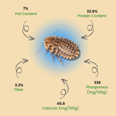 Discoid roach nutrition facts chart with fat, protein, fiber, calcium, and phosphorus values, All Angles Creatures feeder insect.