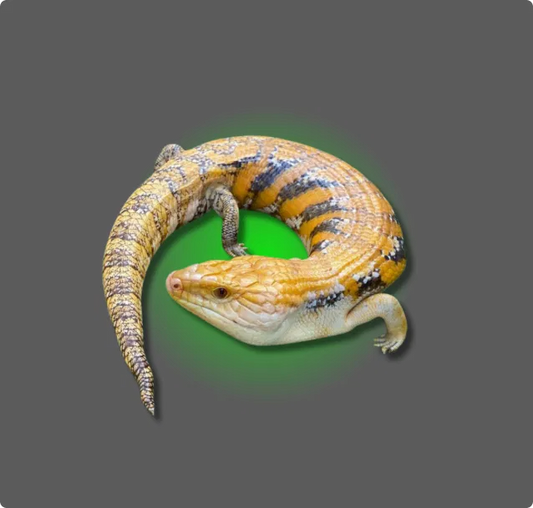 Northern Blue Tongue Skink Care: The Ultimate Guide
