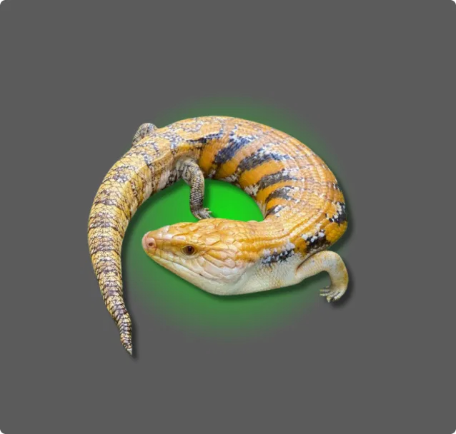 Blue tongue skink lizard with yellow and brown stripes on a green and black background