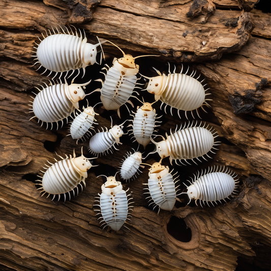 Cluster of white dairy cow isopods on a piece of wood, showcasing their unique segmented bodies for the article on fascinating isopod facts.