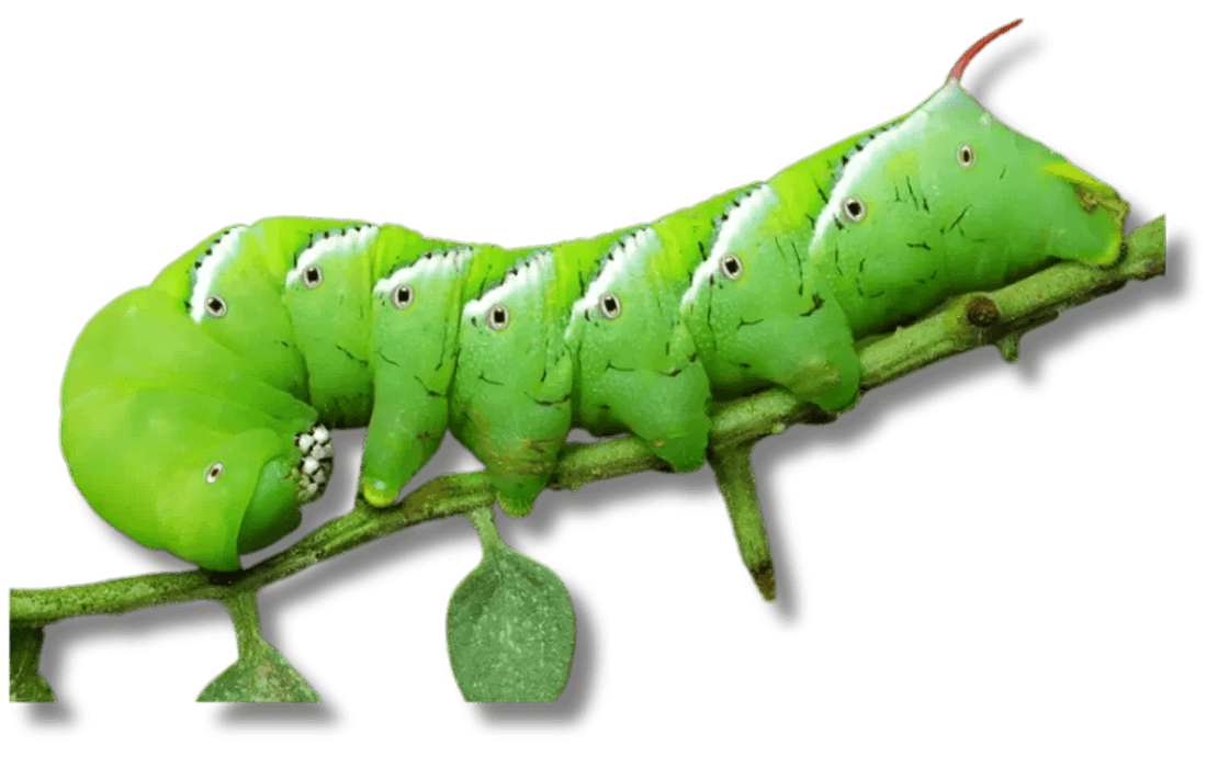Discoid Roaches vs Hornworms: Pros and Cons for Reptile Health - All Angles Creatures