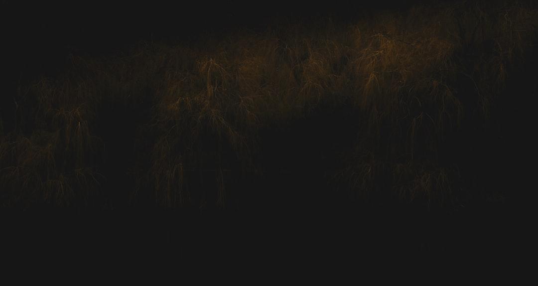 A dark, textured background suggesting organic materials, relevant to the use of dried black soldier fly in sustainable pet feed.
