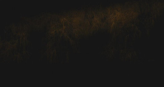 A dark, textured background suggesting organic materials, relevant to the use of dried black soldier fly in sustainable pet feed.