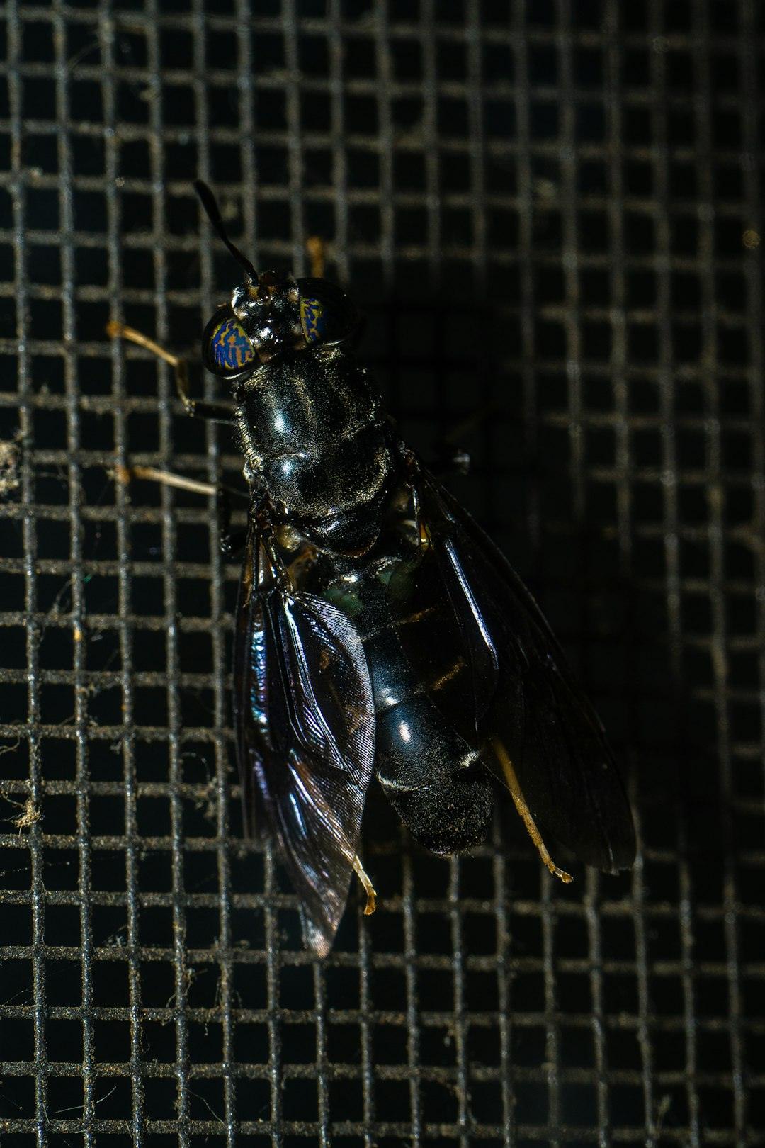 The Miracle of The Black Soldier Fly