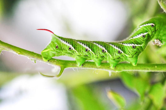 Top Reasons to Add Hornworms to Your Pet's Diet Today - All Angles Creatures