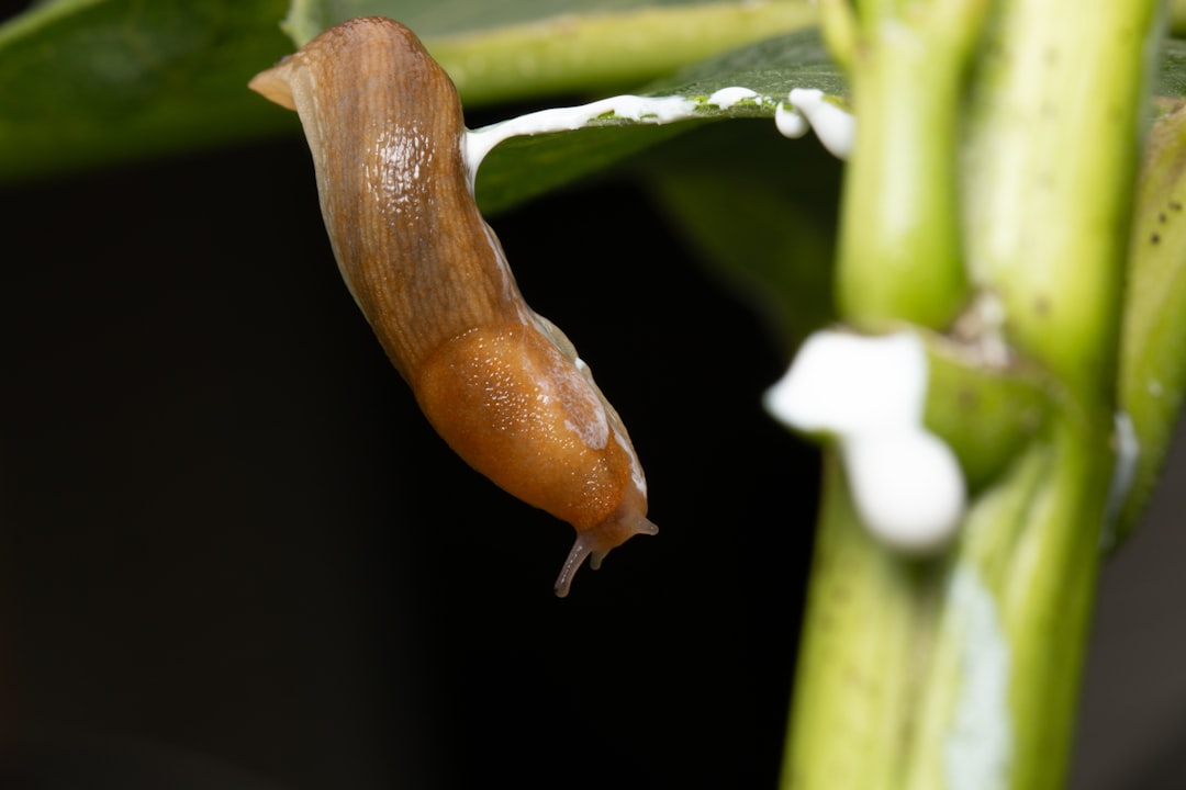 Brown slug on green plant stem, close-up, feeder insect at All Angles Creatures