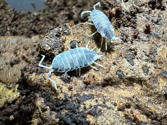 Powder Blue Isopods vs Other Isopods: Key Differences - All Angles Creatures