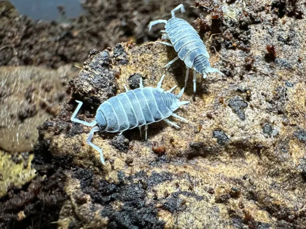 Powder blue isopods on natural substrate, feeder insects from All Angles Creatures.