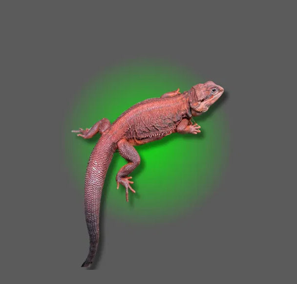 Bearded Dragon Collection - All Angles Creatures