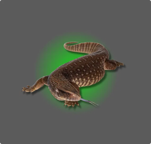 Monitor Lizards Collection - All Angles Creatures