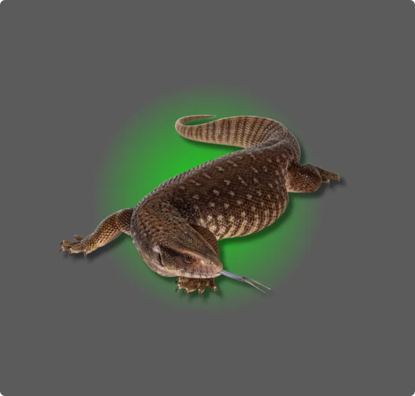 Monitor Lizards Collection – All Angles Creatures