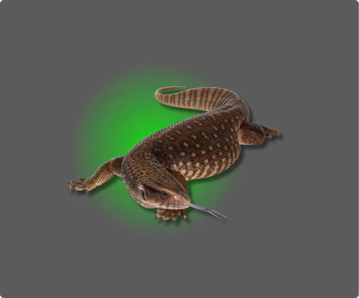 Ackie Monitor Lizards - All Angles Creatures