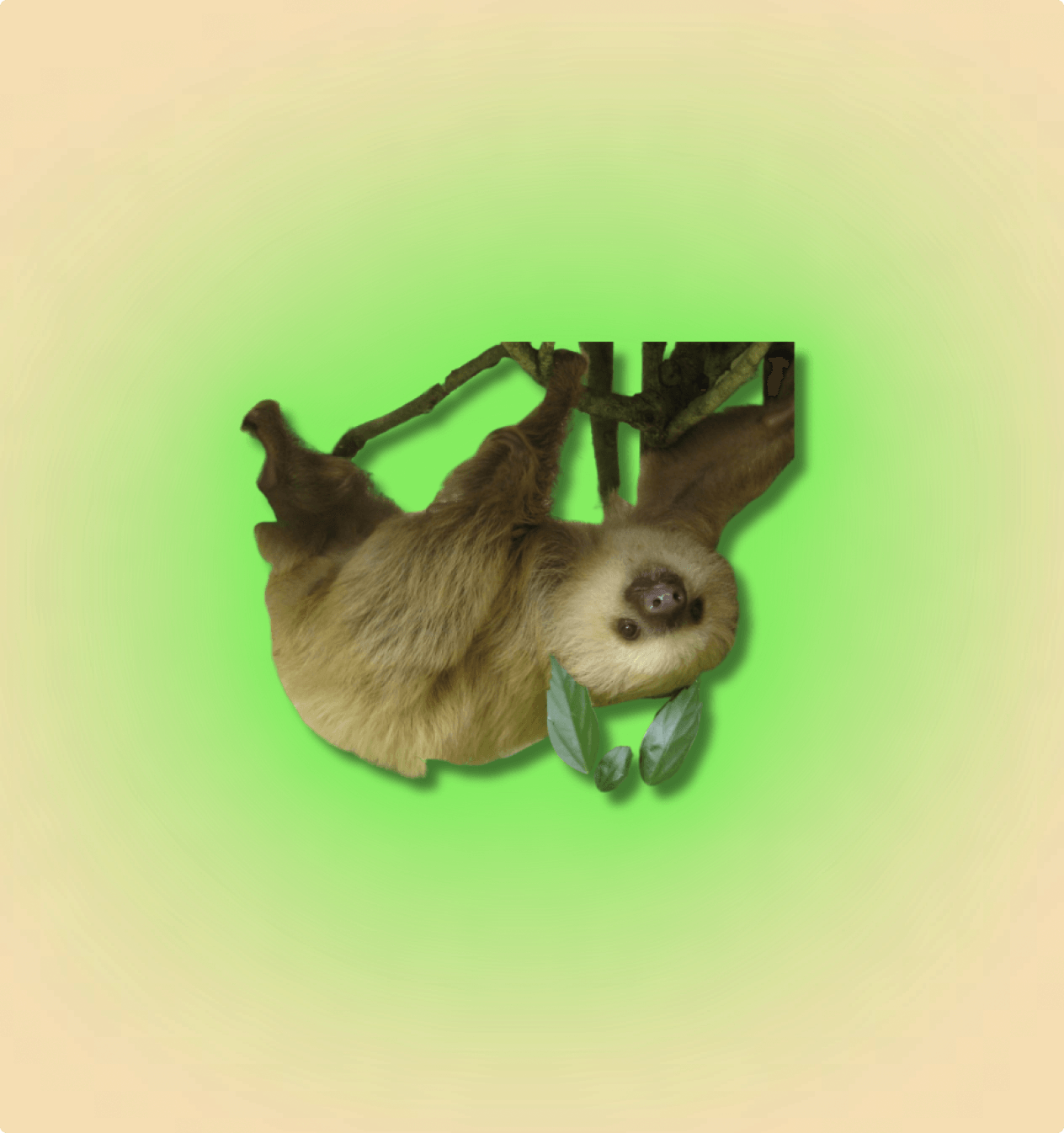 2-Toed Sloth Mammal - All Angles Creatures