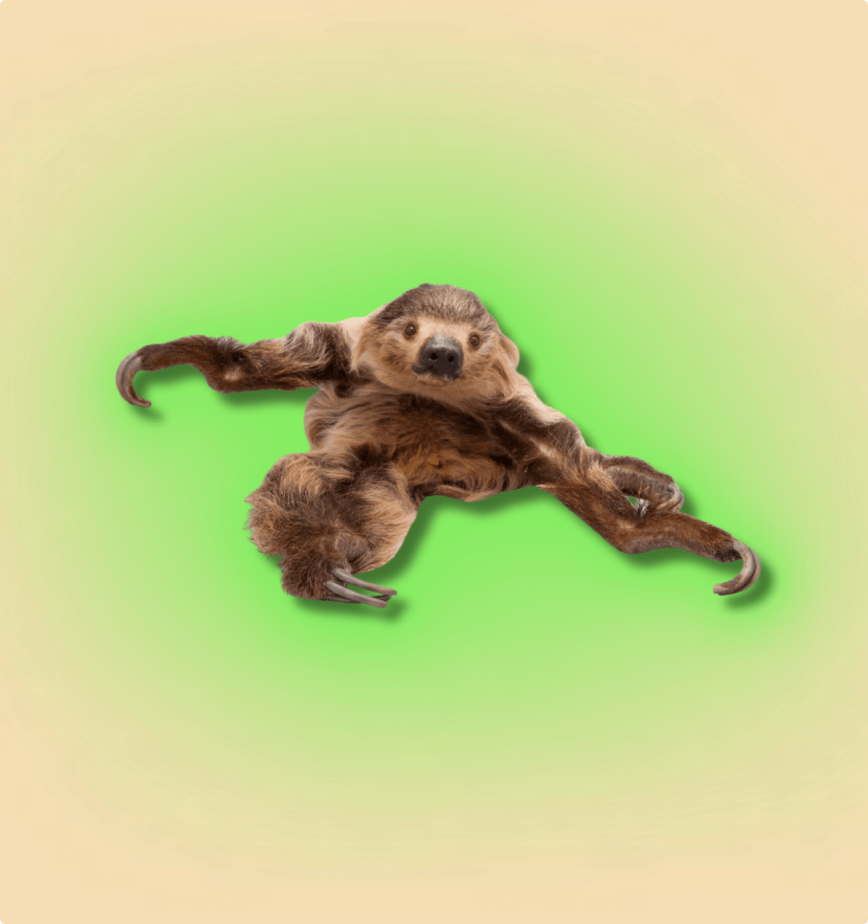 2-Toed Sloth Mammal - All Angles Creatures