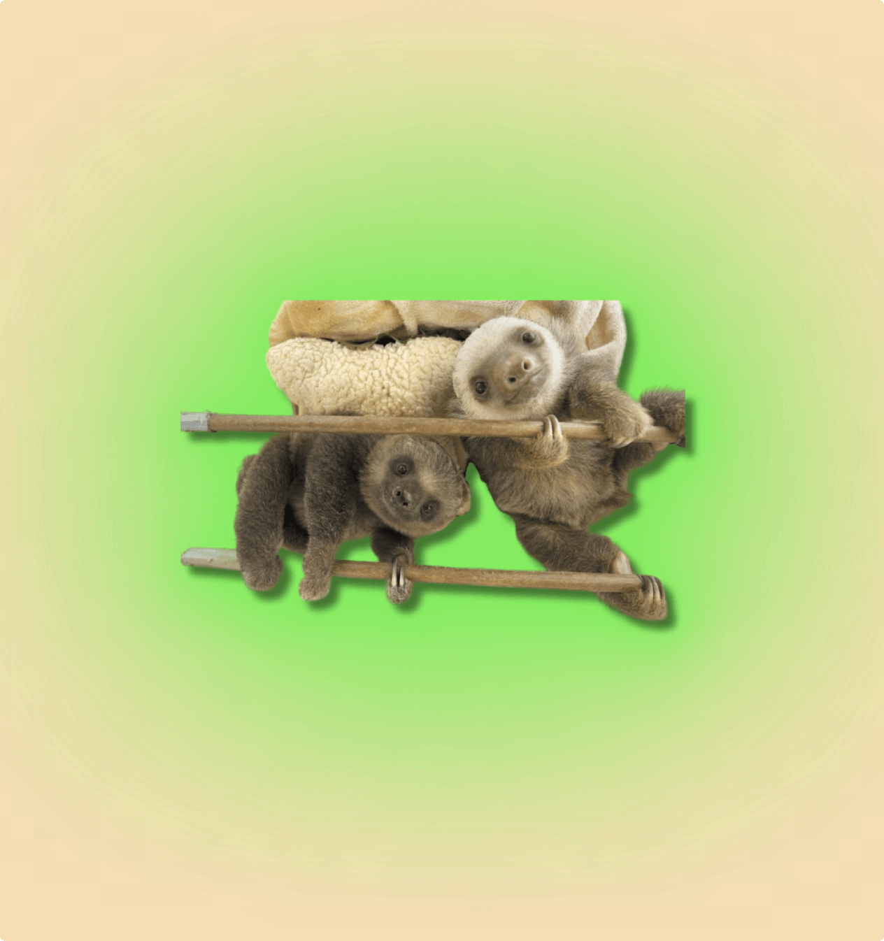 2-Toed Sloth Mammal - All Angles Creatures