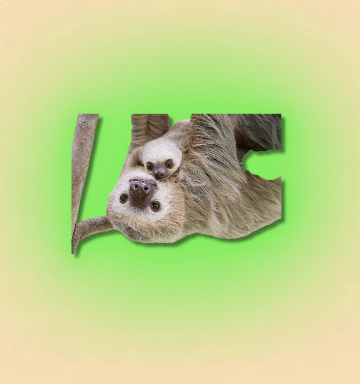 2-Toed Sloth Mammal - All Angles Creatures