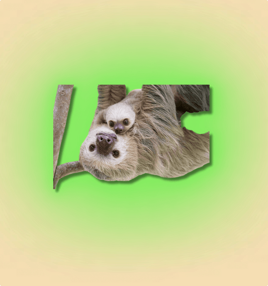2-Toed Sloth Mammal - All Angles Creatures