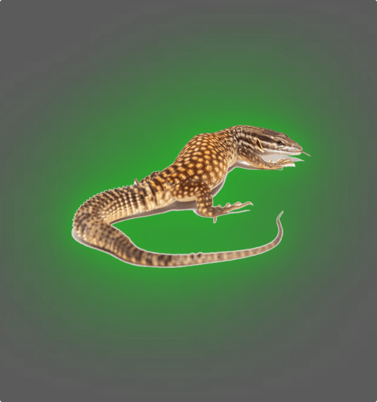 Ackie Monitor Lizards - All Angles Creatures