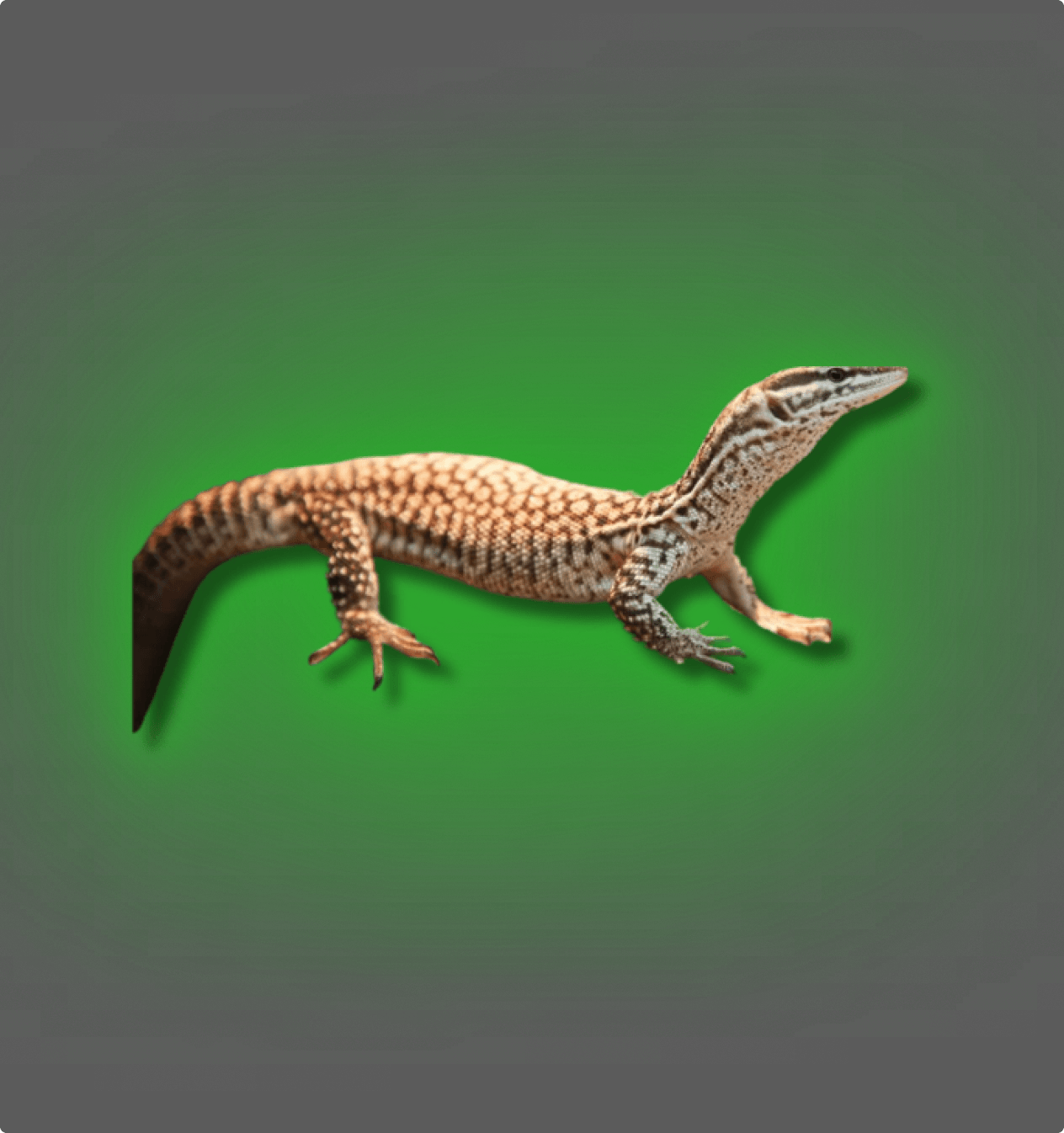 Ackie Monitor Lizards - All Angles Creatures