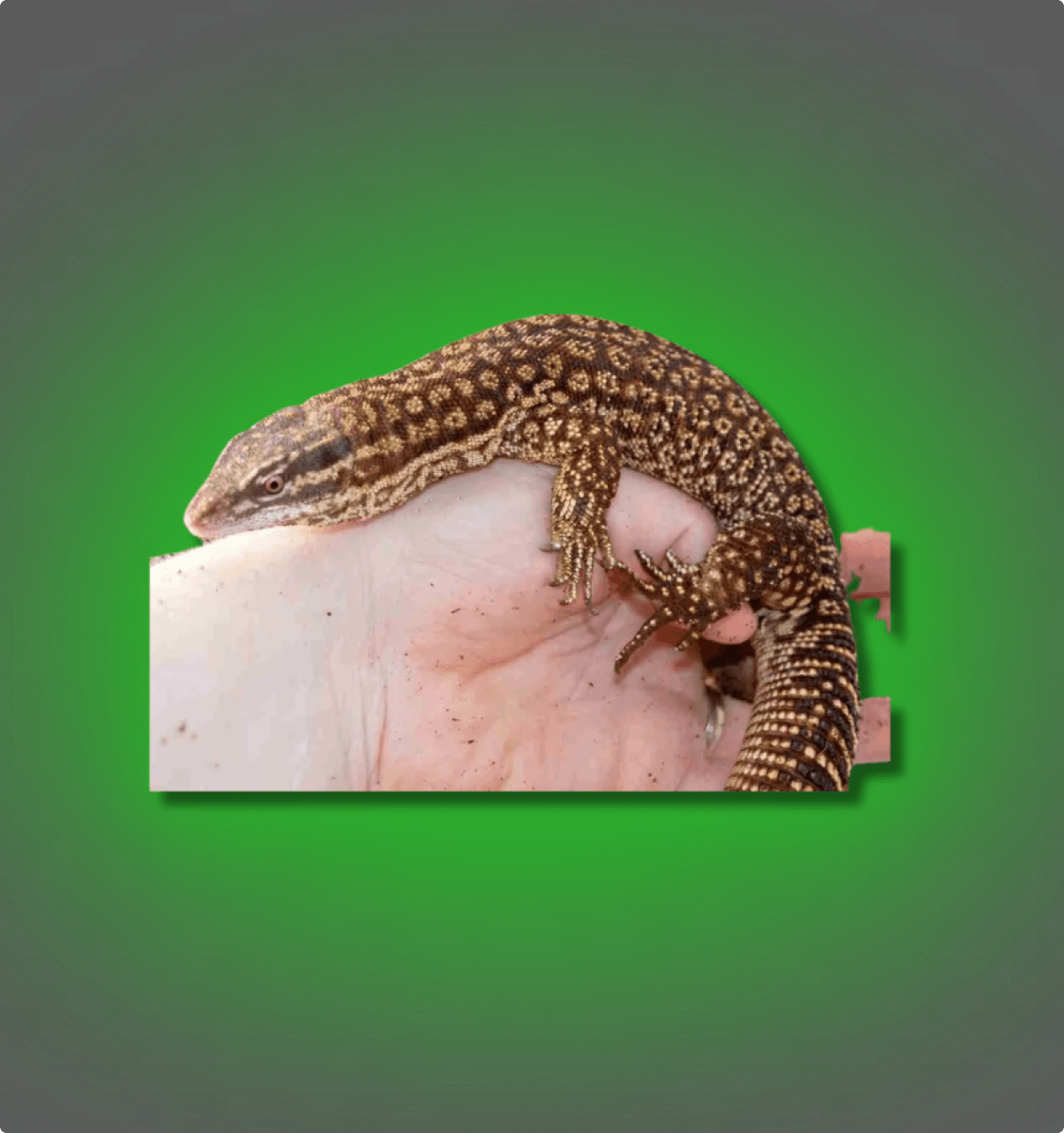 Ackie Monitor Lizards - All Angles Creatures