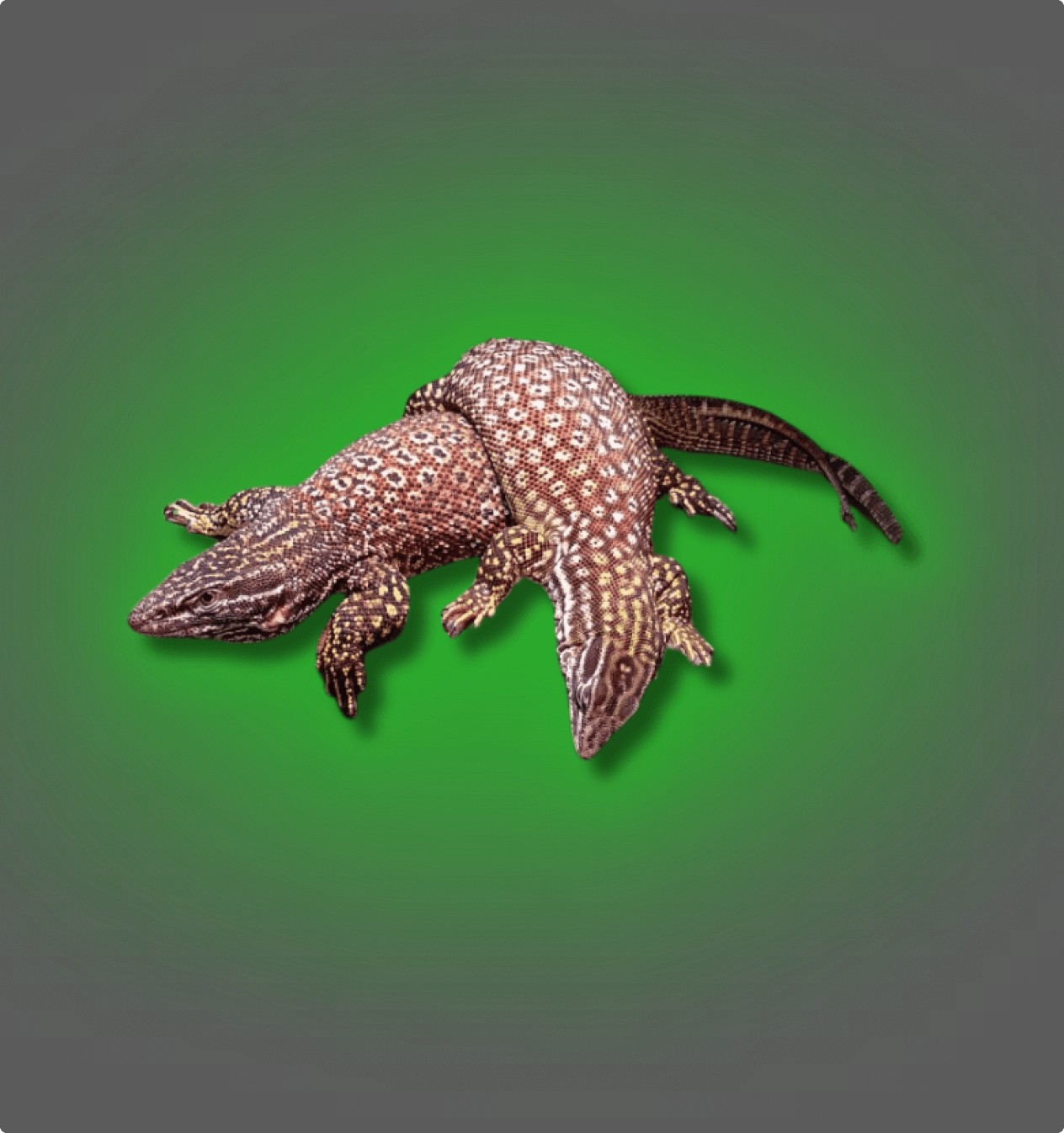Ackie Monitor Lizards - All Angles Creatures