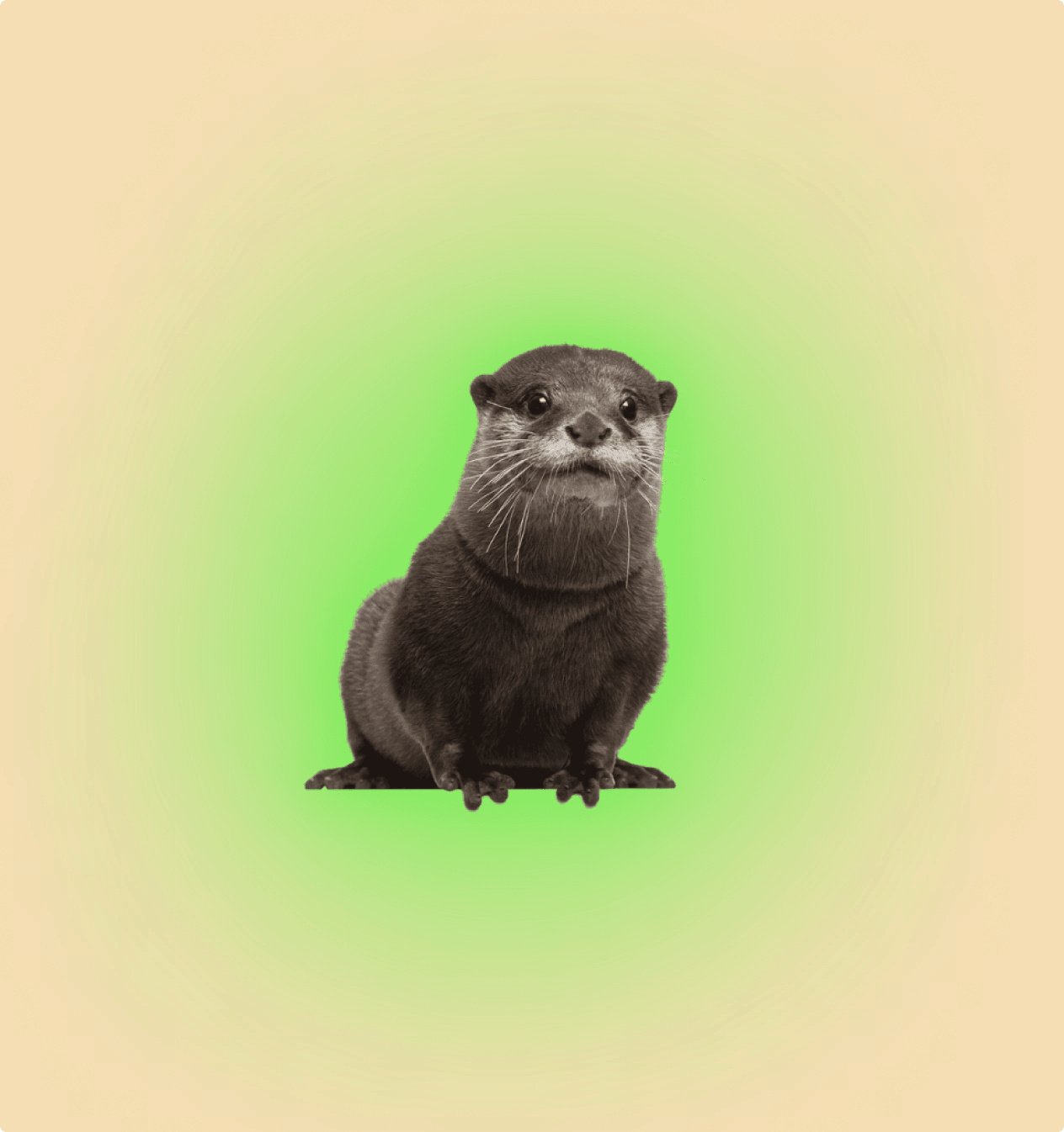 Asian Otter Mammal