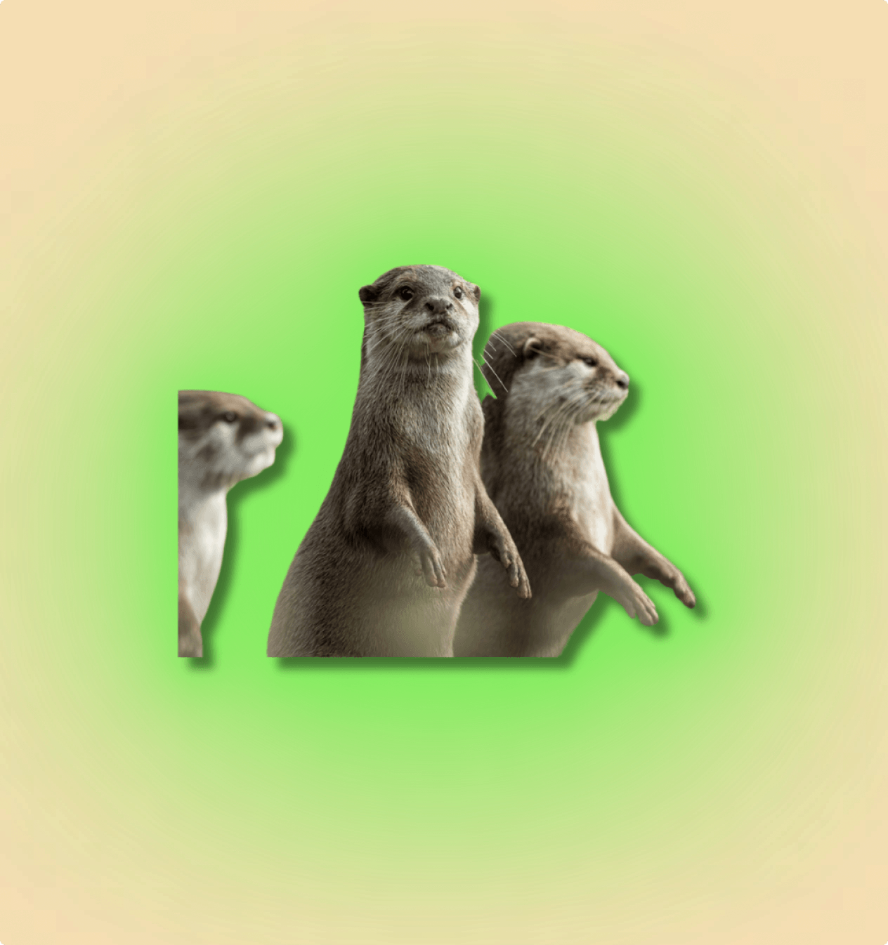Asian Otter Mammal