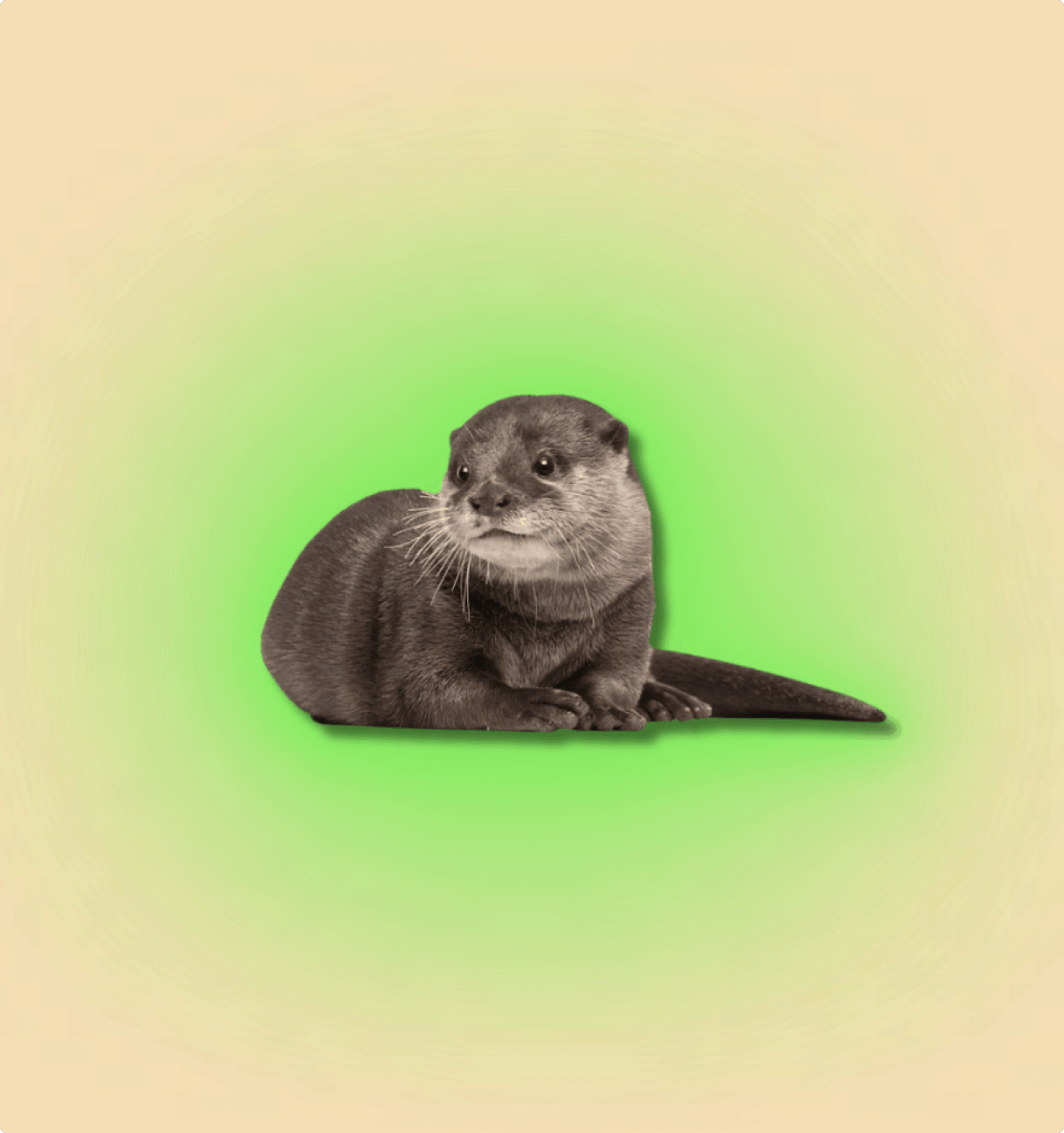 Asian Otter Mammal
