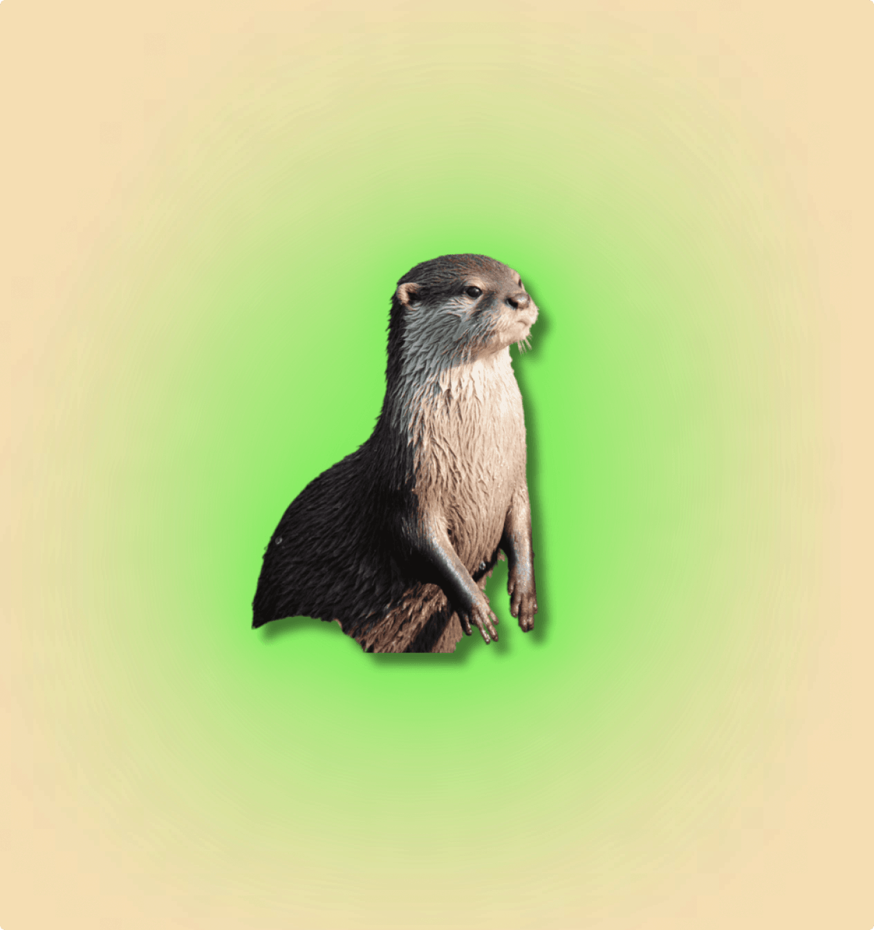 Asian Otter Mammal