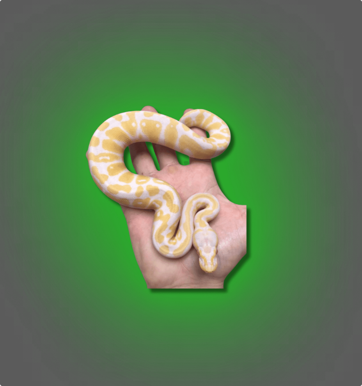 Banana Ball Python - All Angles Creatures