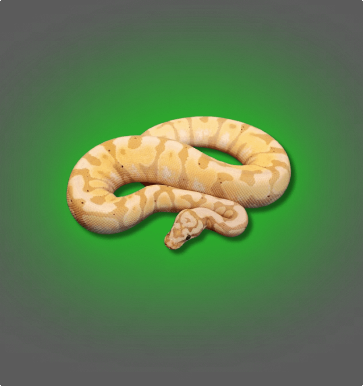 Banana Ball Python - All Angles Creatures