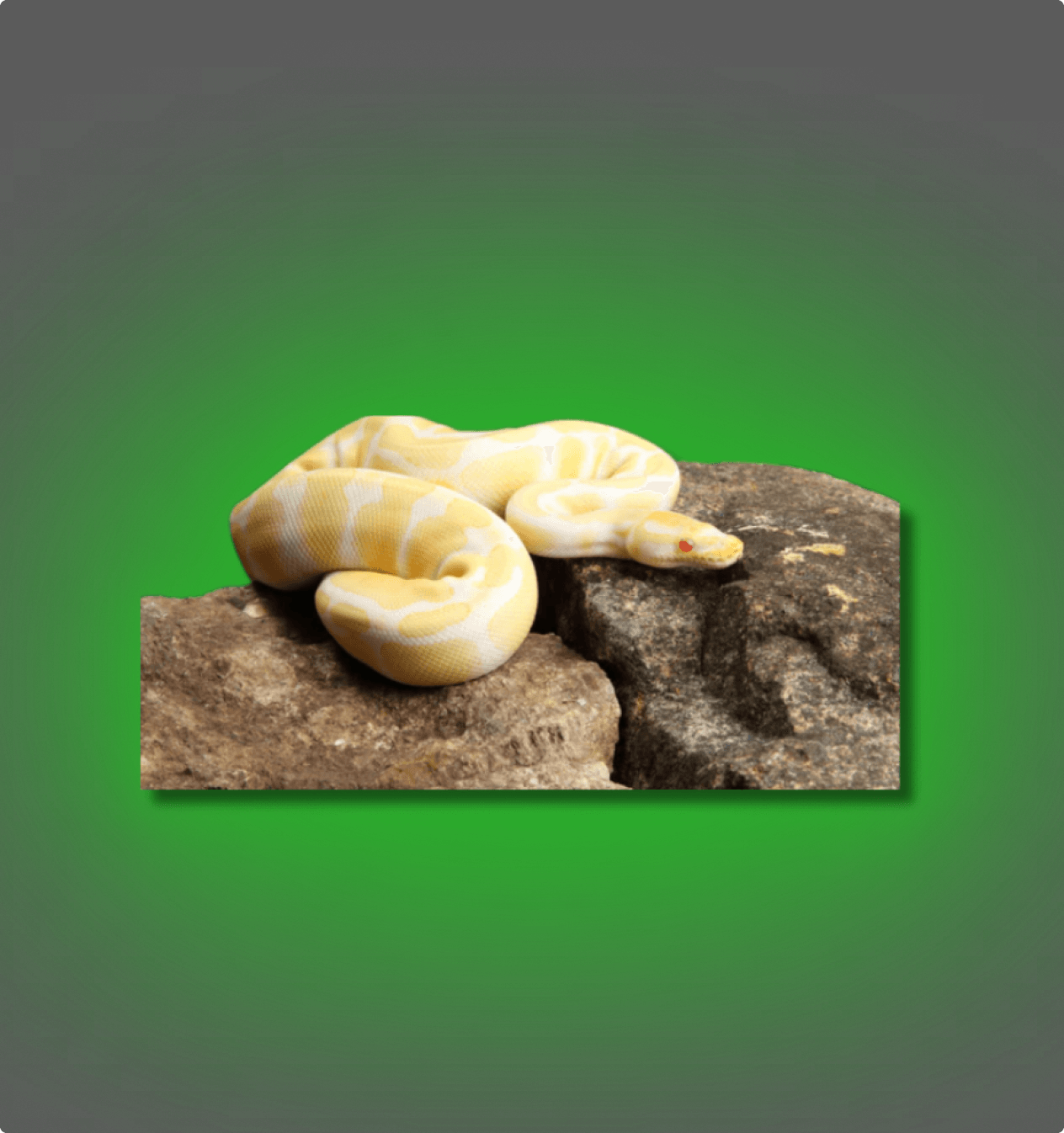Banana Ball Python - All Angles Creatures