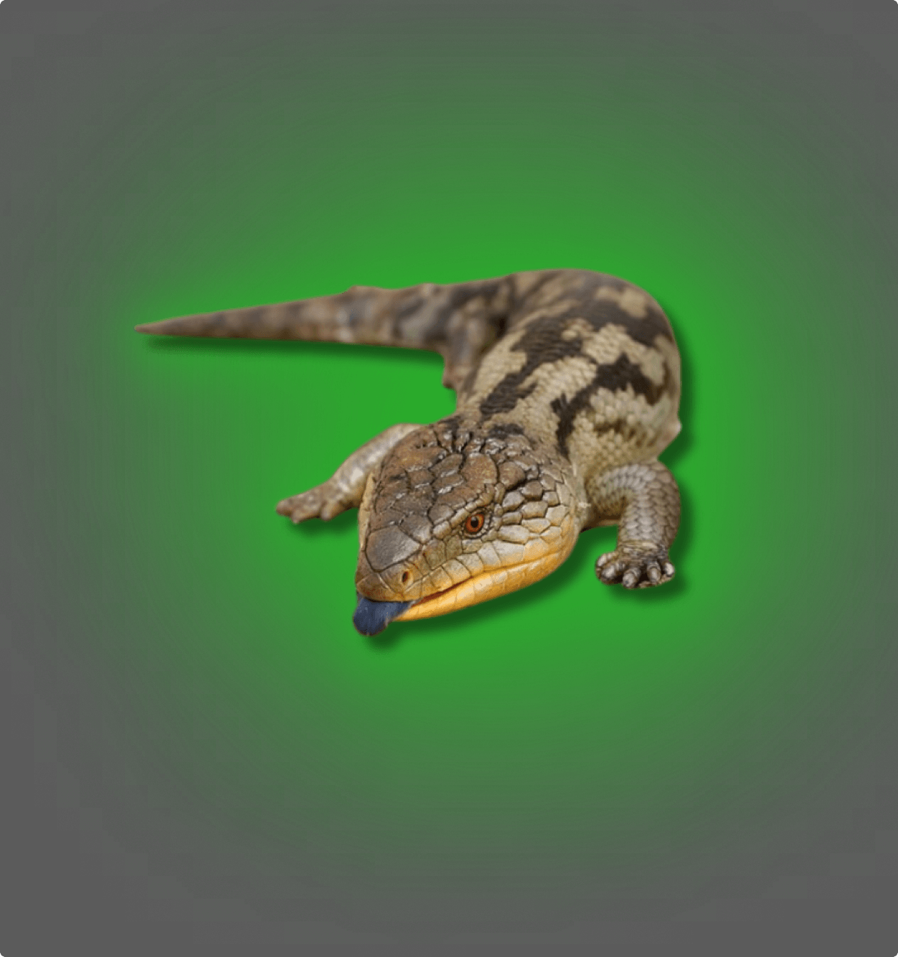 Blue Tongue Skinks - All Angles Creatures