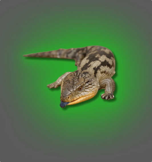 Blue Tongue Skinks - All Angles Creatures