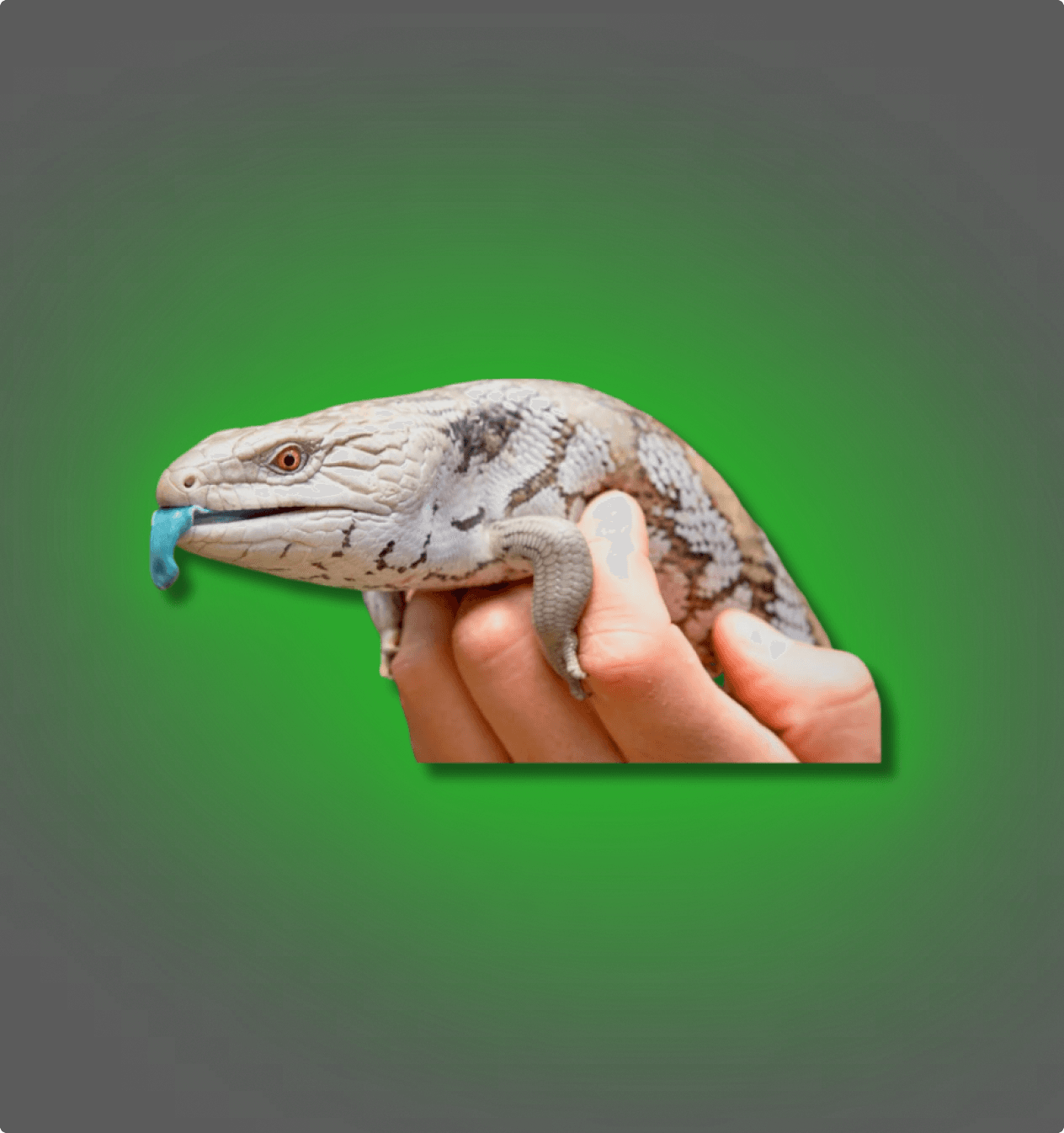 Blue Tongue Skinks - All Angles Creatures