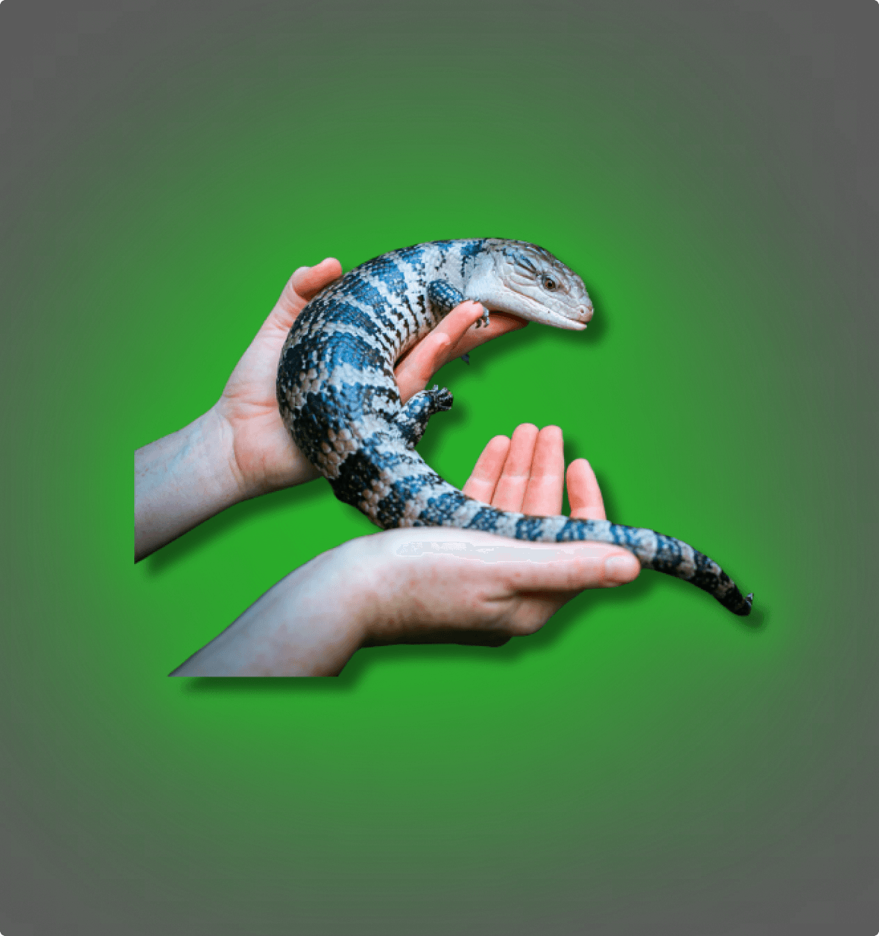 Blue Tongue Skinks - All Angles Creatures