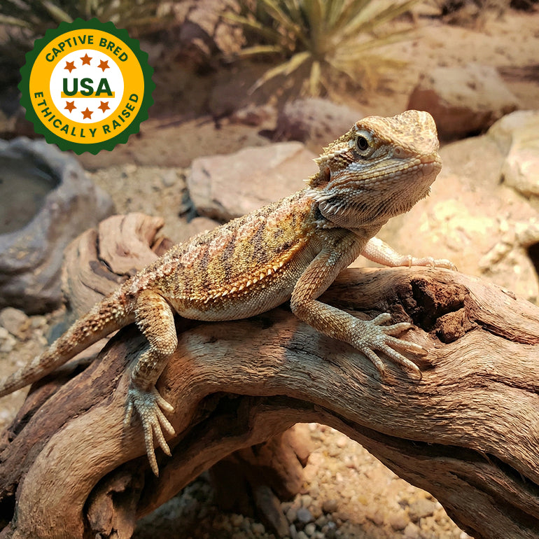 Baby Bearded Dragon (4–5