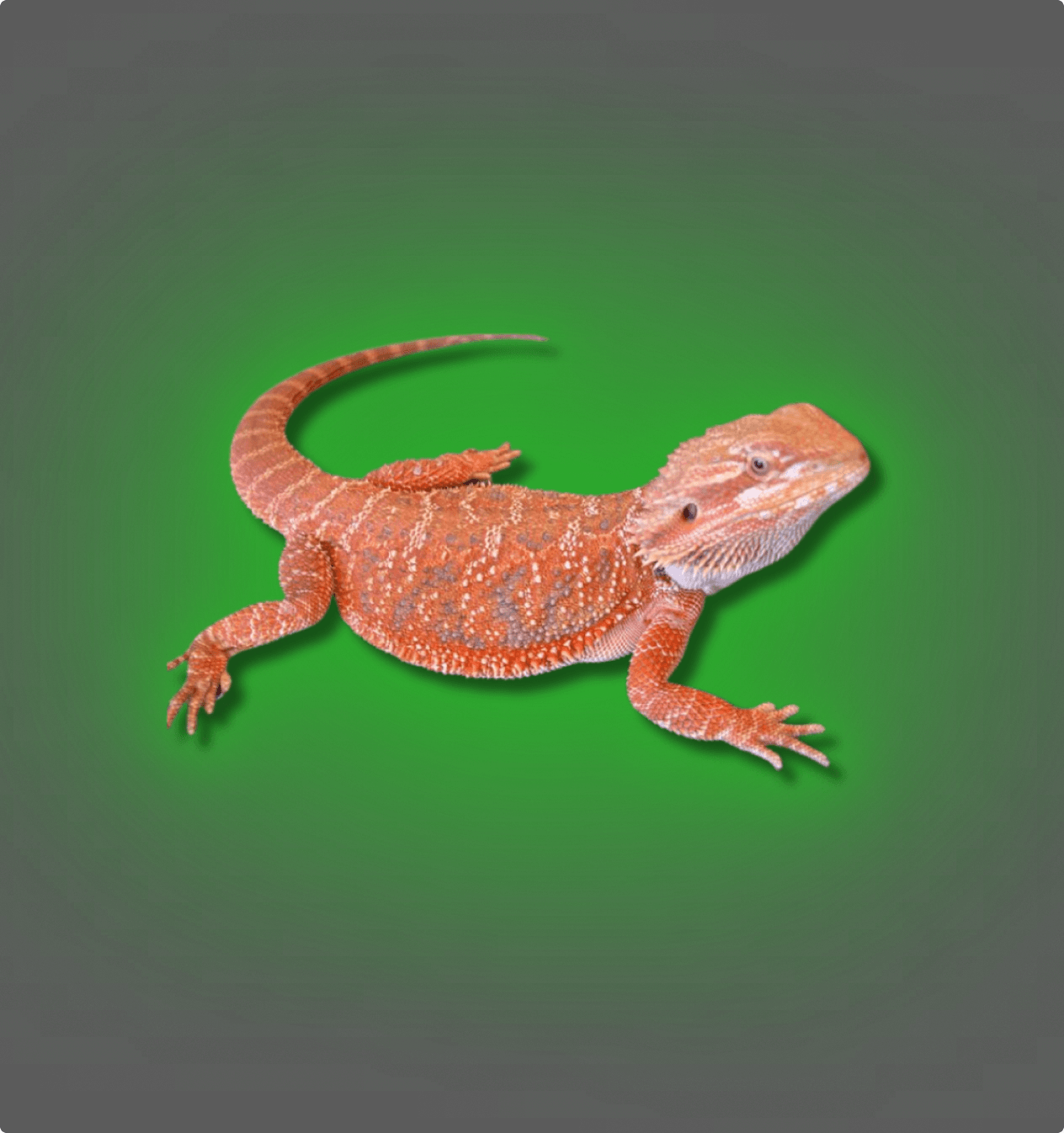 Red Monster Inferno Hypo Dunner - All Angles Creatures