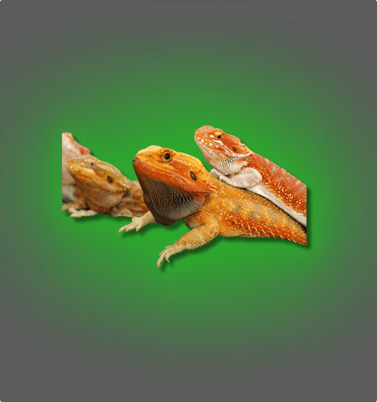 Red Monster Inferno Hypo Dunner - All Angles Creatures